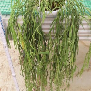 Hoya linearis