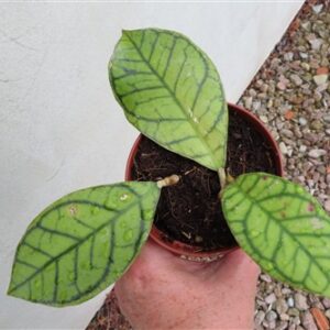 Hoya ranauensis
