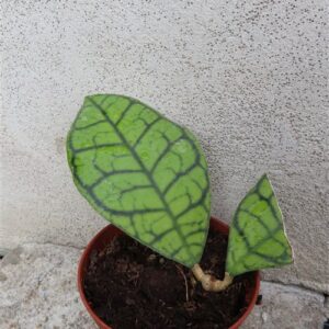 Hoya ranauensis