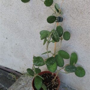 Hoya mathilde splash