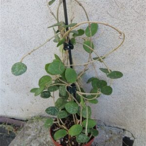 Hoya mathilde splash