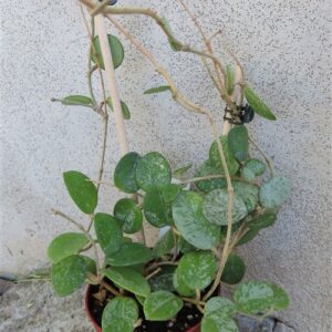 Hoya mathilde splash