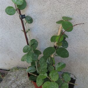 Hoya mathilde splash