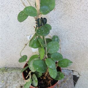Hoya mathilde splash