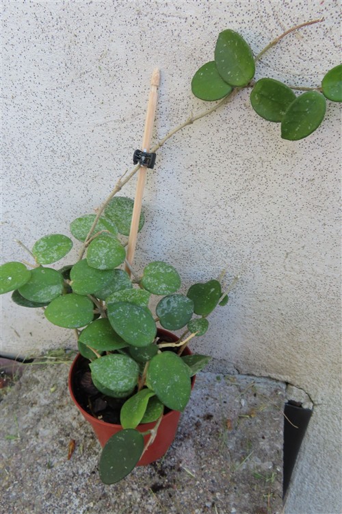 Hoya mathilde splash