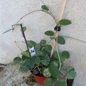 Hoya mathilde splash