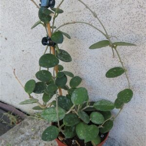 Hoya mathilde splash