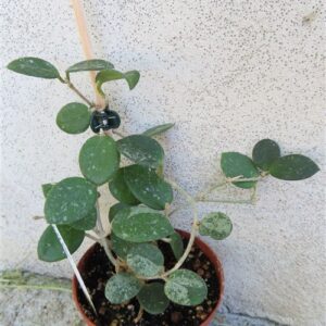 Hoya mathilde splash