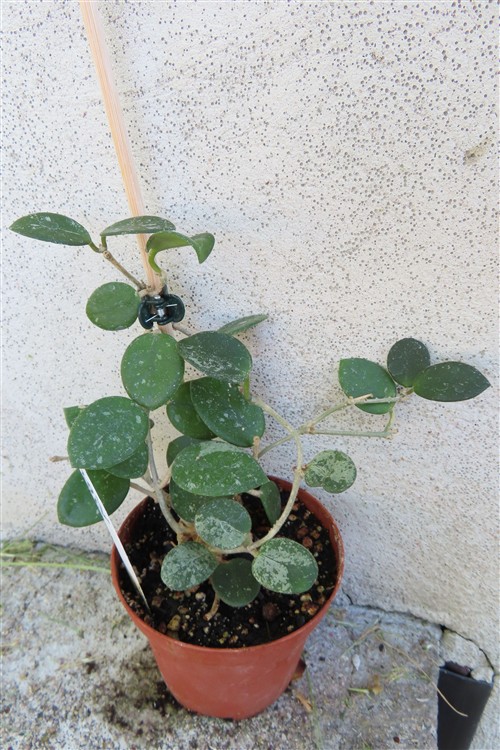 Hoya mathilde splash