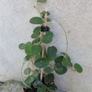 Hoya mathilde splash