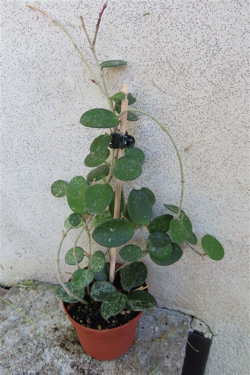 Hoya mathilde splash