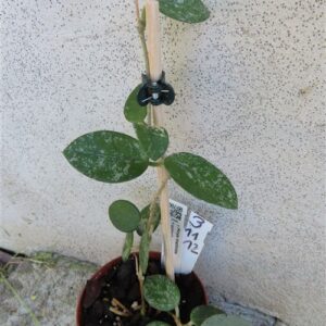 Hoya mathilde splash
