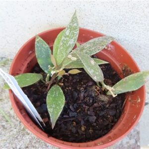 Hoya lacunosa Laos