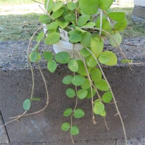 Hoya brevialata