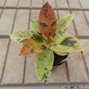 Ficus elasica shivereana