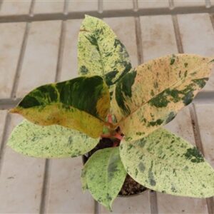 Ficus elasica shivereana