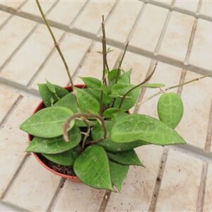Hoya parasitica black edge