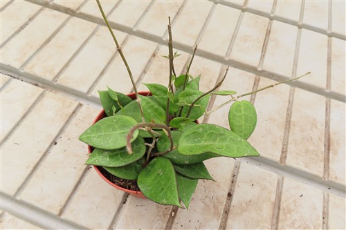 Hoya parasitica black edge