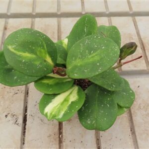 Hoya obovata variegata
