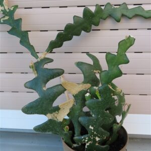 Cryptocereus anthonyanus