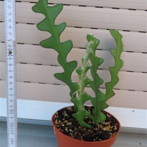 Cryptocereus anthonyanus