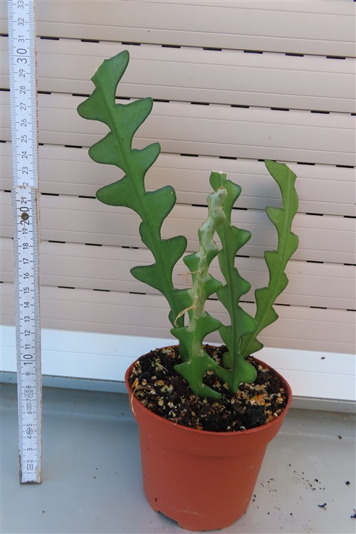 Cryptocereus anthonyanus