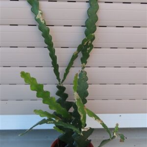 Cryptocereus anthonyanus