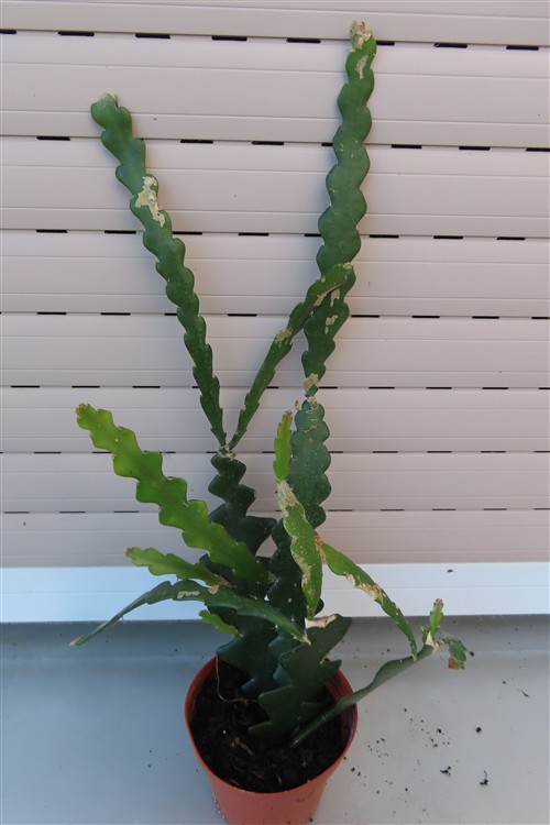 Cryptocereus anthonyanus