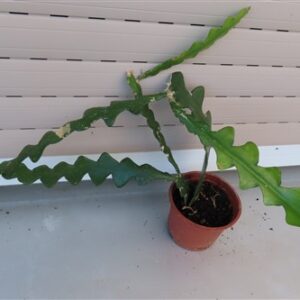 Cryptocereus anthonyanus