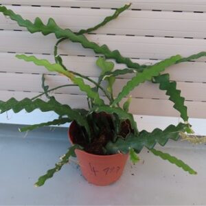 Cryptocereus anthonyanus
