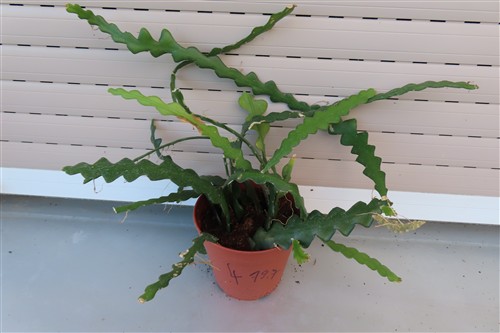Cryptocereus anthonyanus