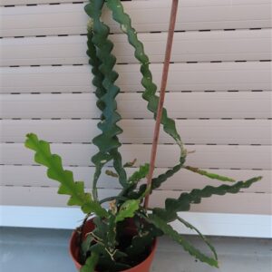 Cryptocereus anthonyanus