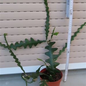 Cryptocereus anthonyanus