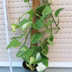 Epipremnum aureum Manjula