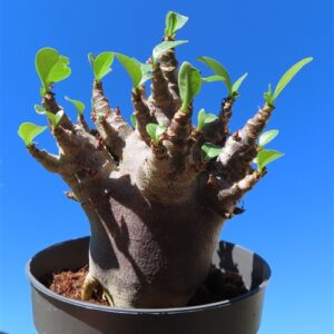 Adenium Baobab