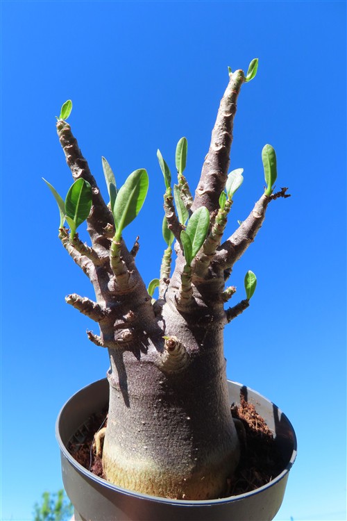 Adenium Baobab