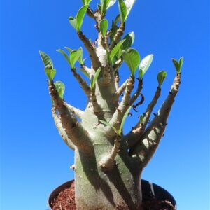 Adenium Baobab