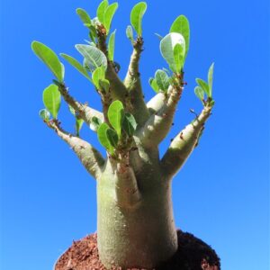 Adenium Baobab