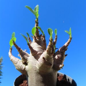 Adenium Baobab