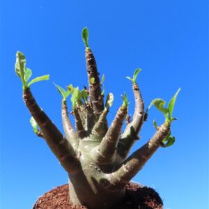 Adenium Baobab