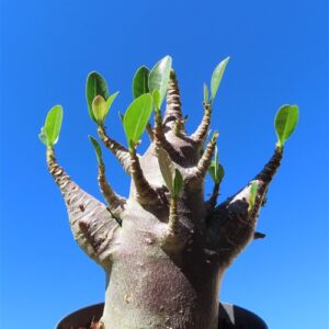 Adenium Baobab