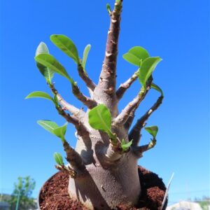 Adenium Baobab