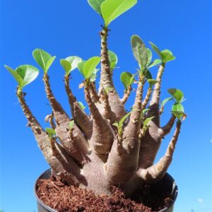Adenium Baobab