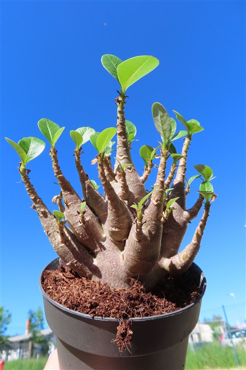 Adenium Baobab