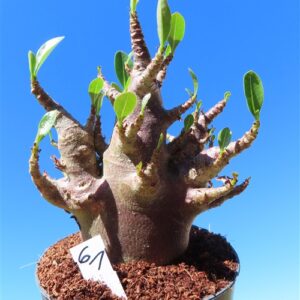Adenium Baobab