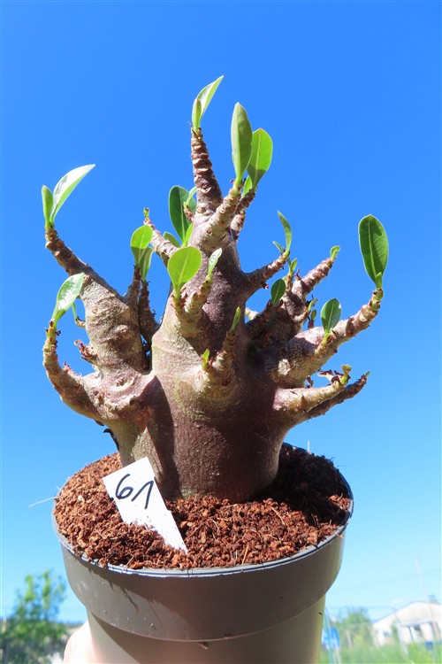 Adenium Baobab