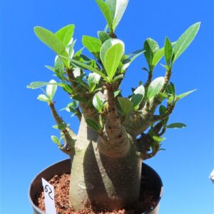 Adenium Baobab