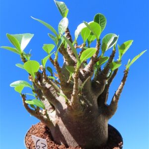Adenium Baobab