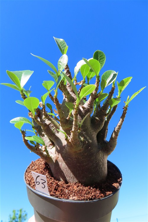 Adenium Baobab