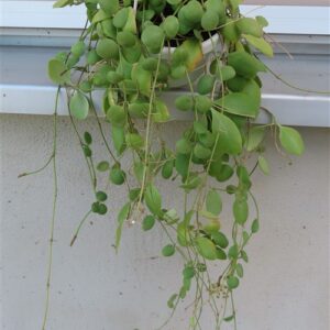 Hoya brevialata